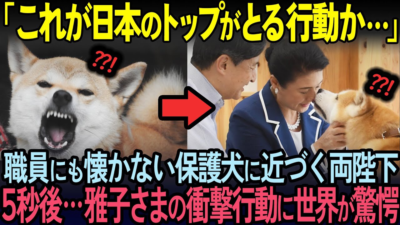 【海外の反応】雅子様が絶対に懐かない捨て犬に近づいた5秒後…雅子様が捨て犬にとった衝撃行動に世界中が号泣