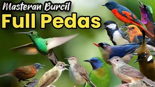 Download lagu FULL PEDAS‼️MASTERAN BURCIL TEMBAKAN PEDAS BIKIN BURUNG JUARA. mp3 Download lagu FULL PEDAS‼️MASTERAN BURCIL TEMBAKAN PEDAS BIKIN BURUNG JUARA. mp3