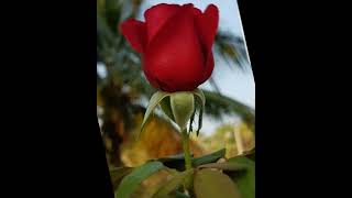 beautiful Red Rose images/rose picture for dp/#sho