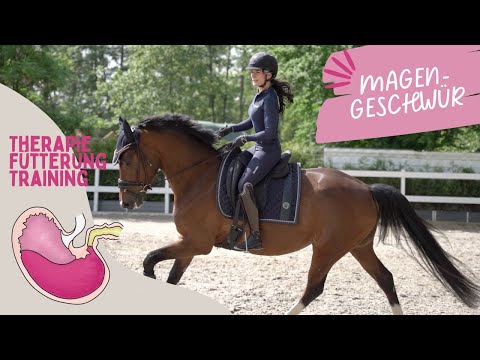 Magengeschwüre beim Pferd | Therapie, Fütterung & Training