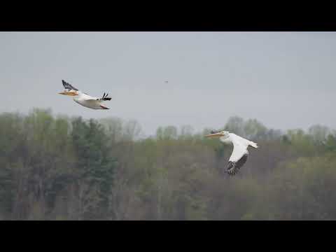 Pelikán americký biely (Pelecanus erythrorhynchos) v lete