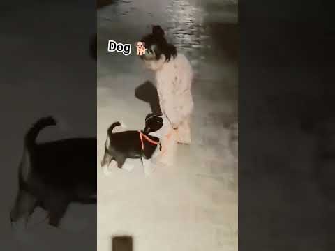 Daivik dog lover ☺️💕#dog #doglove #dogloversdog #videoshort #viral #babyboy