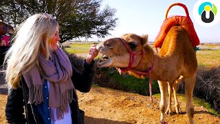 MARRAKESCH: Tipps für deinen Urlaub in Marokko | Guru on Tour