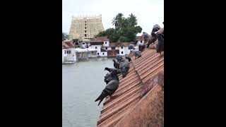 Padmanabha Swami Temple Pond I Fish & birds