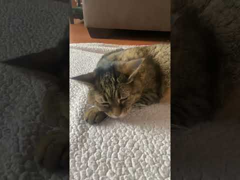 Cat flushing the toilet