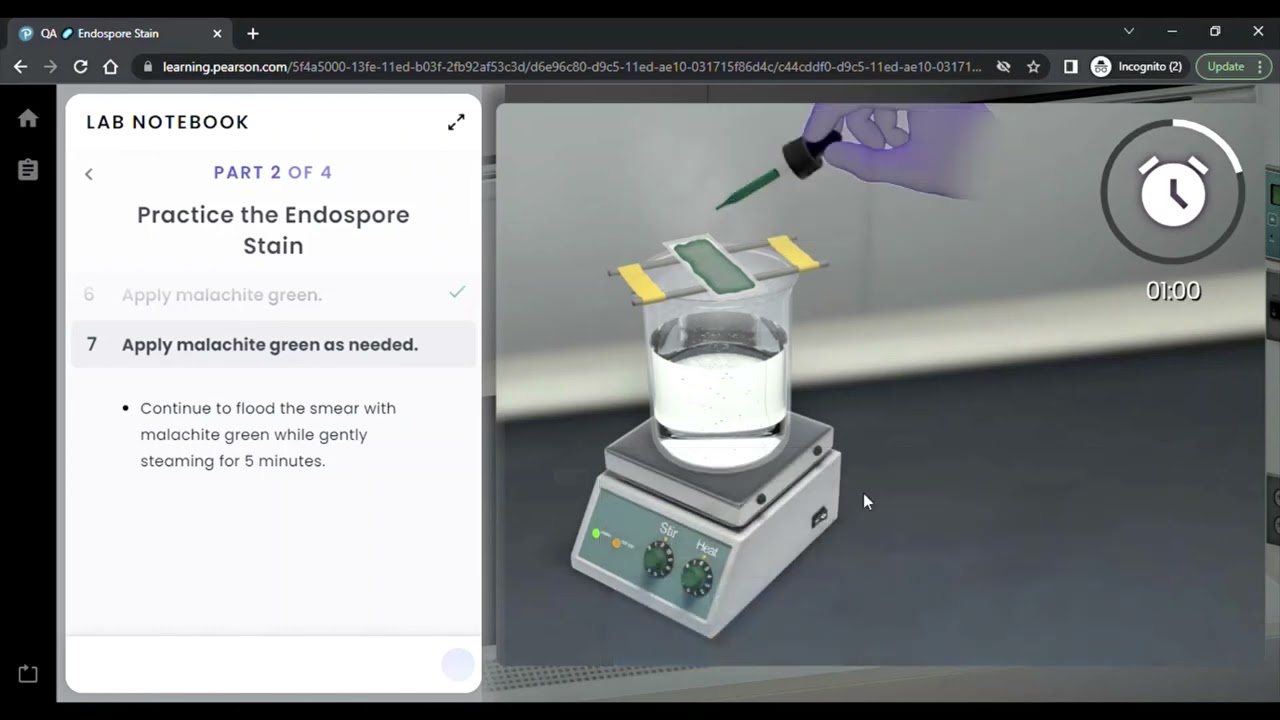 Pearson Interactive Labs | Endospore Stain
