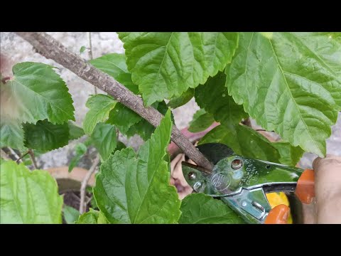 Hibiscus pruning and cuttings in monsoon Ep4