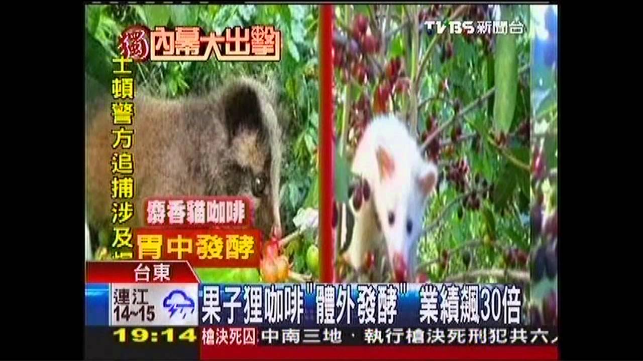 〈獨家〉果子狸咖啡「體外發酵」 業績飆30倍