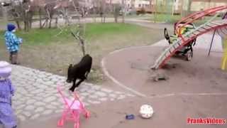Смешное видео коты подборка 2013