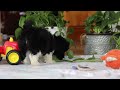 Havanese dogs for sale: Zach - Video 1