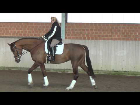 7-jährige Stute, Florencio x Don Primero, ca. 1,72 m, erst seit September 2014 unter dem Sattel