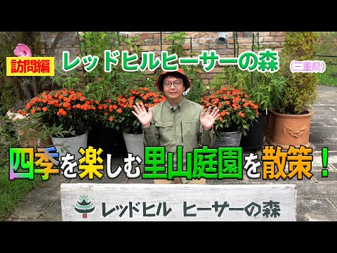 ヘレボルスのメンテナンス: この崇高な花の世話をするにはどうすればよいですか?  庭園