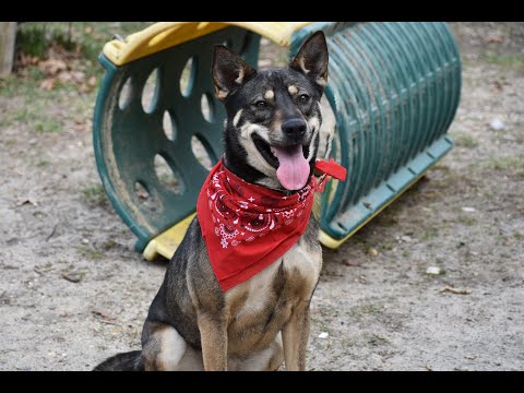 Karma, an adoptable German Shepherd Dog & Husky Mix in Cranford, NJ_image-1
