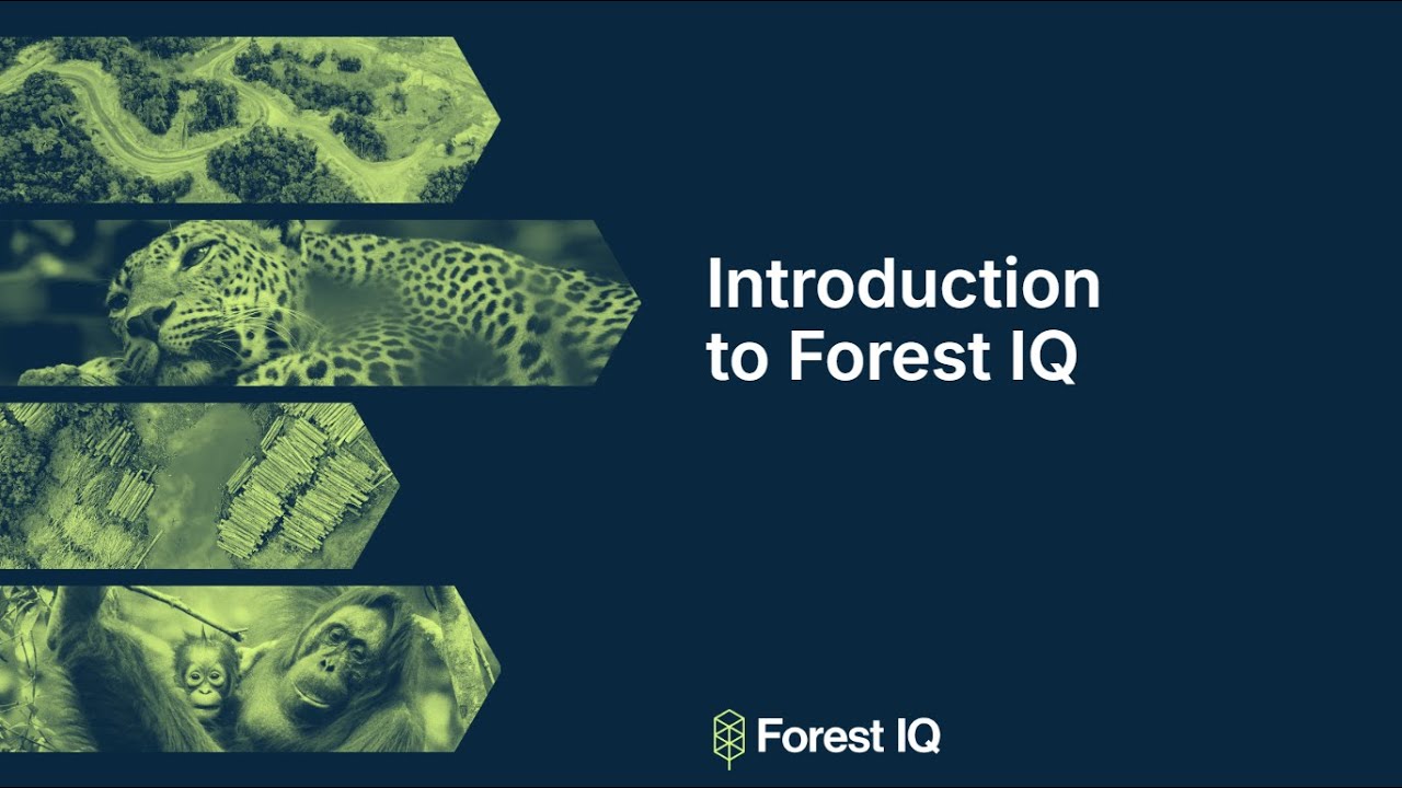 Introduction to Forest IQ