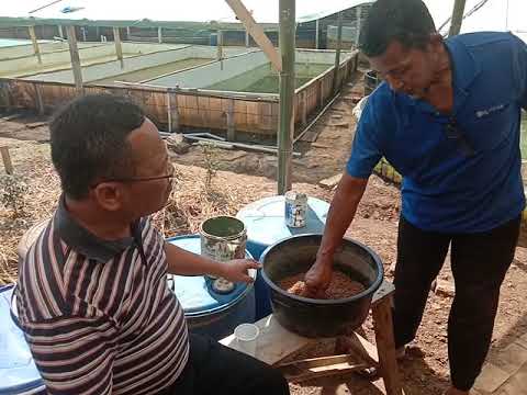 Teknik fermentasi pakan Lele Sehat BJ Centre