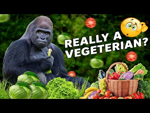 Gorillas Eat Meat