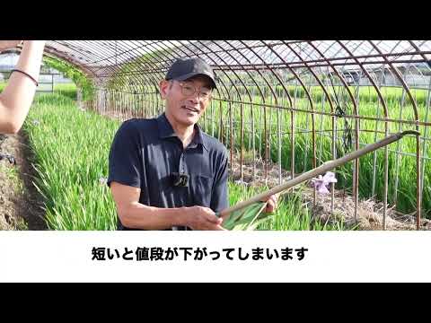 欧米言語文化学科 ようこそ城陽へ！特産物紹介花き（花しょうぶ）