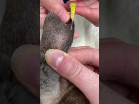 How to place an intravenous catheter in a rabbit
