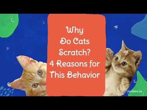 Why Do Cats Like Scrath ? | This The Fact