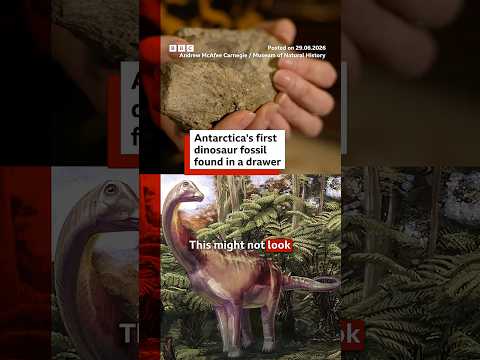 Dinosaur bone found in a drawer after 40 years. #Dinosaurs #Fossils #BBCNews