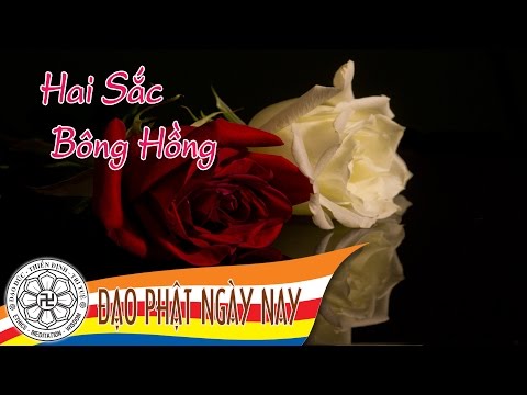 09. Hai sắc Bông Hồng