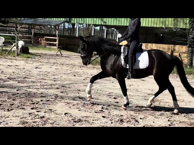 Hongre noir crois&eacute; lusitanien 