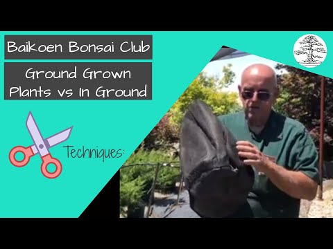 How and why to grow bonsai on the ground vs in the ground - Technique - Baikoen Bonsai Club