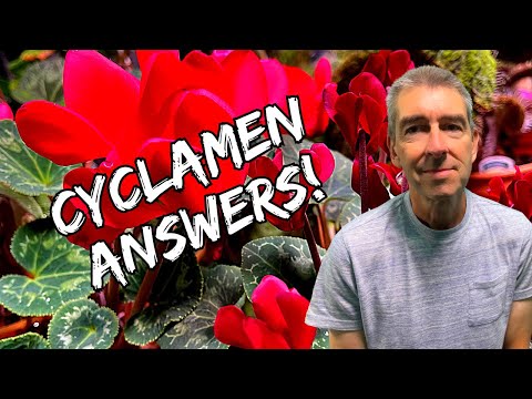 Houseplant Cyclamen: Every Question Answered!