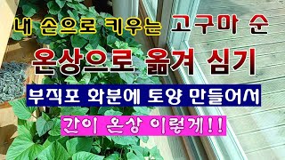 [텃밭농부 1,787]  내 손으로 키우는 고구마순. 온상으로 옮겨 심는 방법. #고구마재배 #고구마순재배
