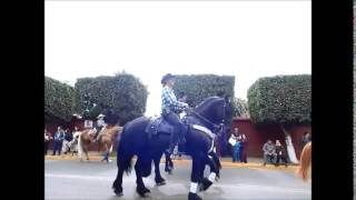 preview picture of video 'arandas los mejores caballos de Raza de mexico'