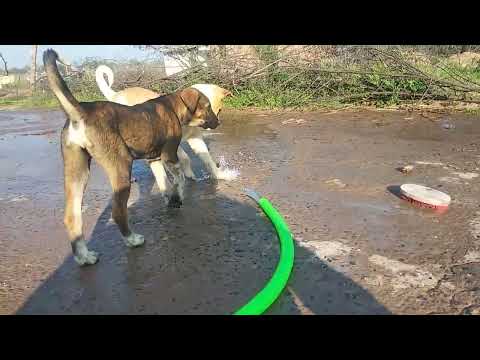 Dogs play with water 🌊. #iamshswaritrawat #theactorgang #vlog #dog