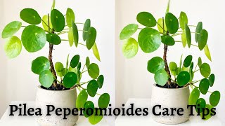 Pilea Peperomioides Care #Chinesemoneyplant