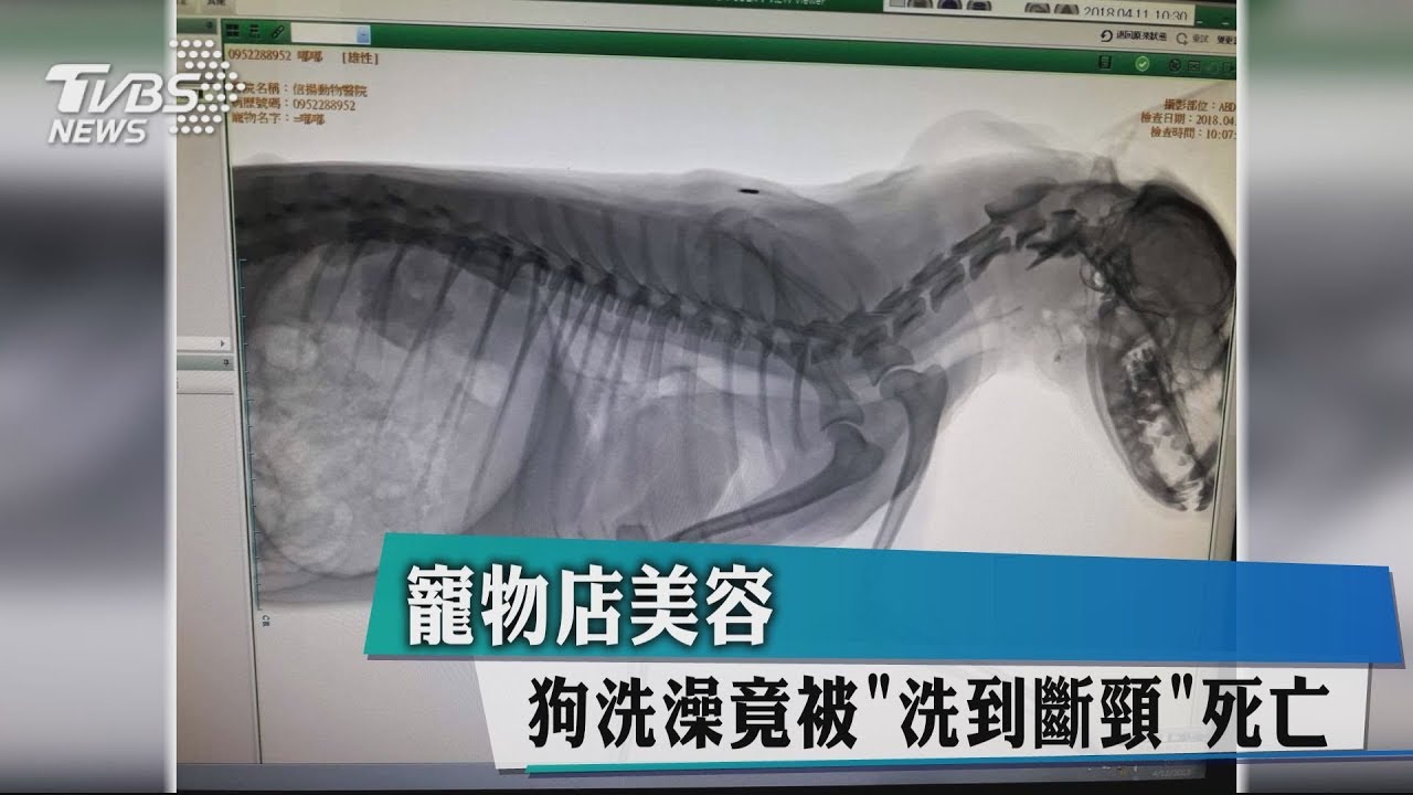 寵物店毛孩美容「被洗死」 飼主難過哽咽