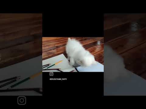 #cat helping in painting #catholic