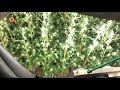 Grote ondergrondse hennepkwekerij onder garagebedrijf in Tilburg, meer dan duizend planten.