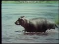 Sesame Street Film On Hippo 1972