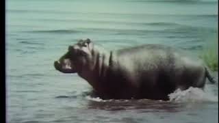 Sesame Street Film On Hippo (1972)