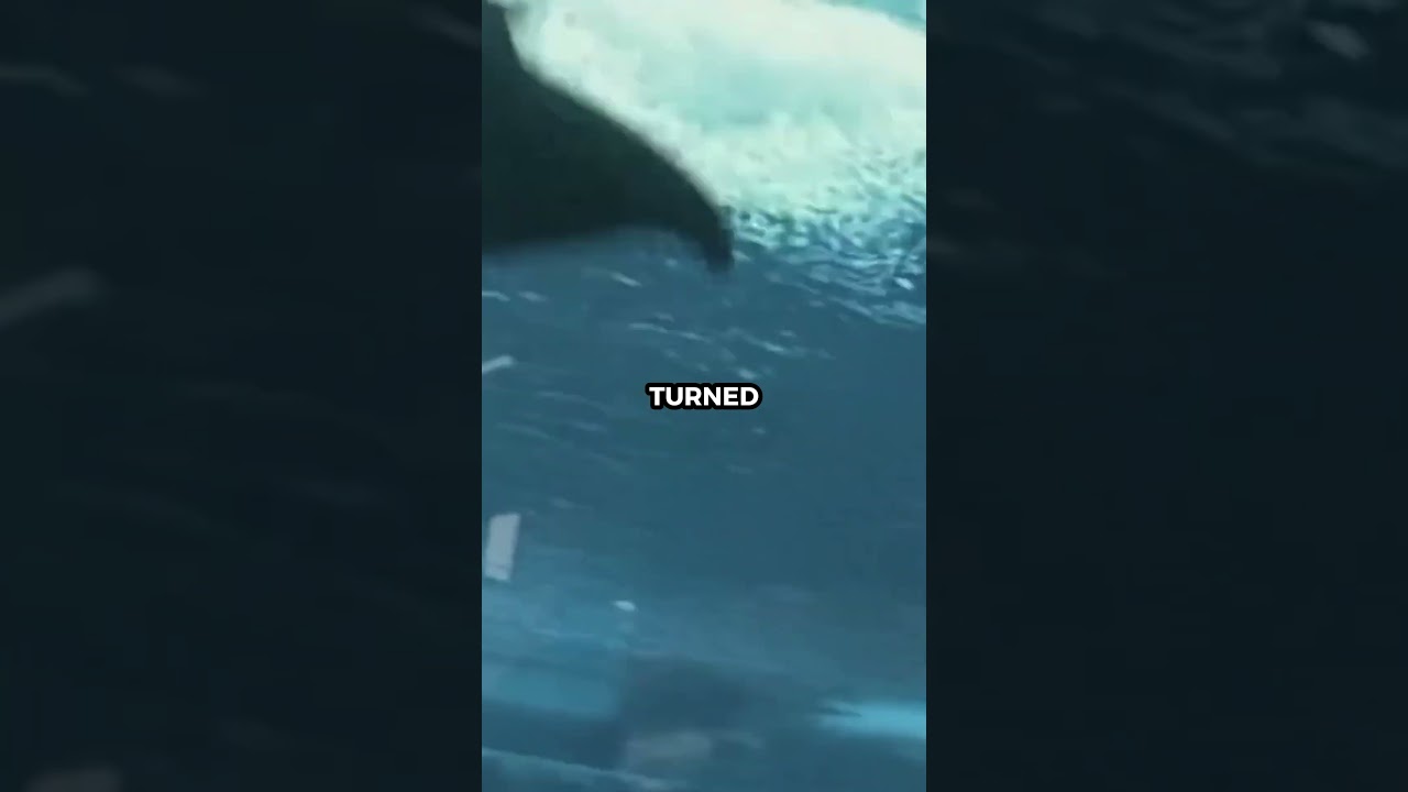 The Horrifying Last Moments Of Orca Trainer Sam Collins  #ocean  #OrcaTragedy#AnimalRights#Blackfish