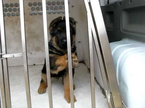 See v . neu Garmond 9 weeks old