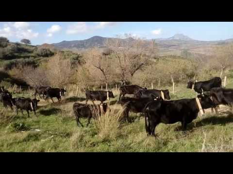 Siccome è possibile fare la prova su un lyambliya Se può causare lyambliya un prurito