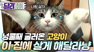 [🐕#달리ZOO] 어느 날 부터 시작된 고양이와 불편한 동거!😯 너.... 정체가 뭐다냥.... #TV동물농장 #달리 #DALI
