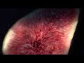 Fig Extasy - EDP