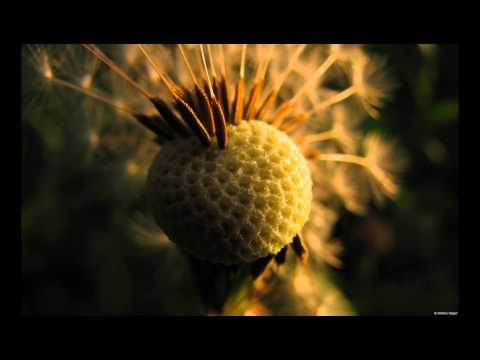 Low Motion Disco - The Low Murderer Is Out At Night