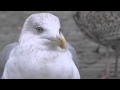 Argentatus Herring Gull Long Calling