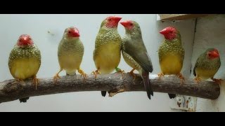 Star finches