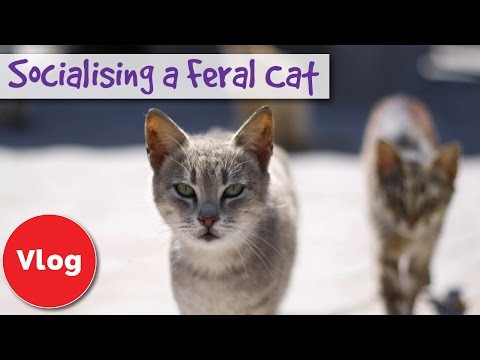 How to Socialise a Feral or Stray Cat! Tips To Help Turn a Feral Cat to Friendly Cat + COMPETITION!