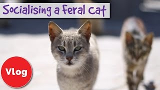 How to Socialise a Feral or Stray Cat! Tips To Help Turn a Feral Cat to Friendly Cat + COMPETITION!