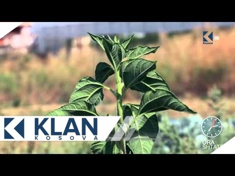 Ora 7 - Kopshti Botanik i Keqekollës - 11.09.2015 - Klan Kosova