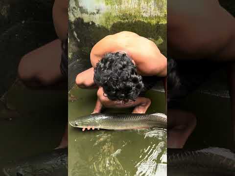 അരാപൈമ food എടുക്കുന്നില്ല...🥺 | arapaima not taking food | arapaima fish tank cleaning