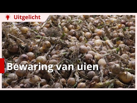 Uitgelicht | Bewaring van uien